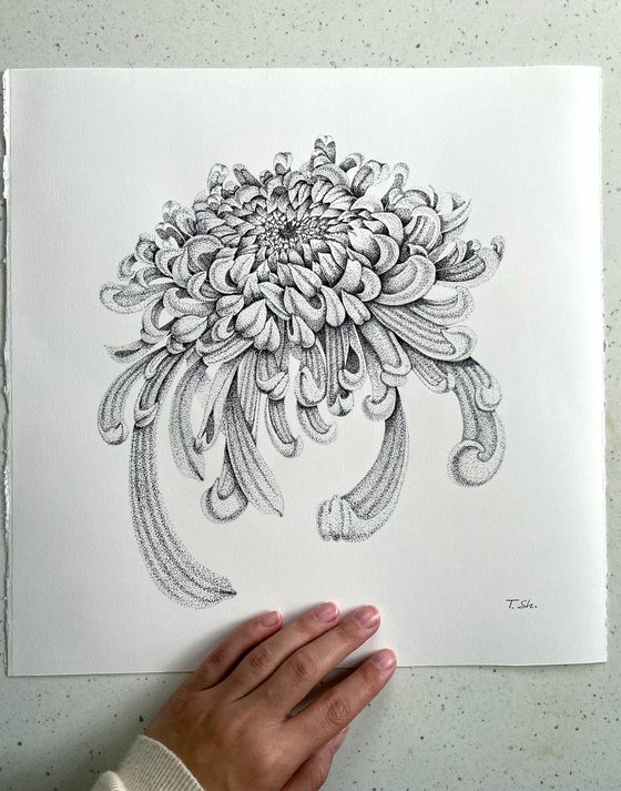 Chrysanthemum flower