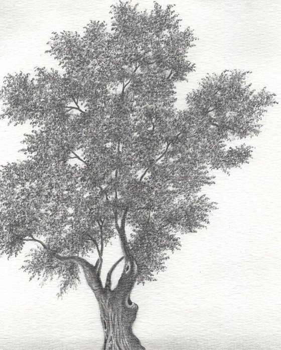 Olive Tree