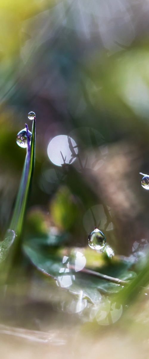 WONDERLAND UNDER OUR FEET by Inna Etuvgi