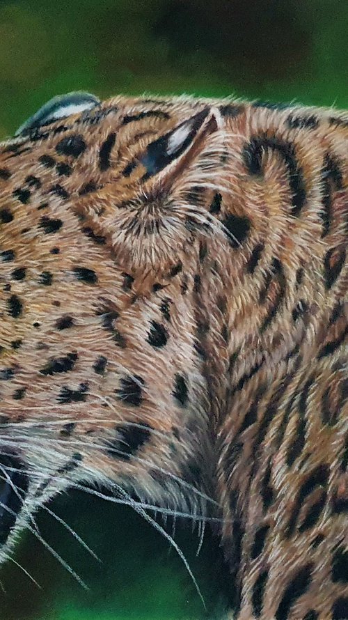 Asian Leopard Portrait by Silvia Frei