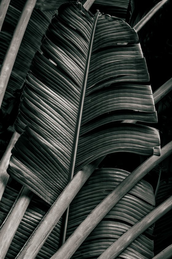 Jungle Fronds