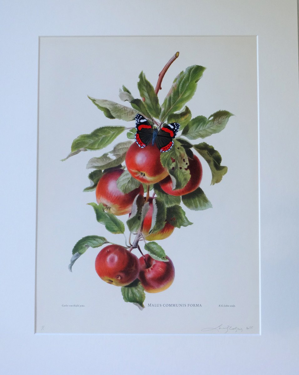 Photorealistic Botanical Acrylic Painting By Lene Bladbjerg, 16 X 20", Red Admiral On Apples, Original Artwork