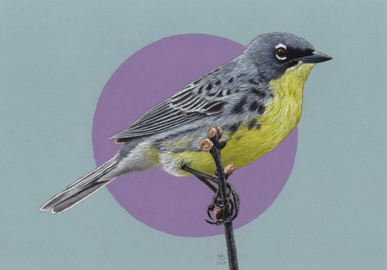 Original pastel drawing bird "Kirtland's warbler"