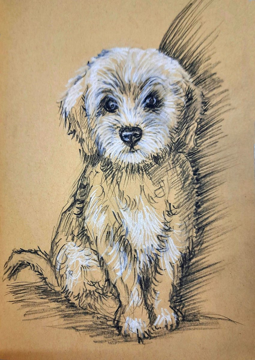 Cute puppy Charcoal on paper by Asha Shenoy