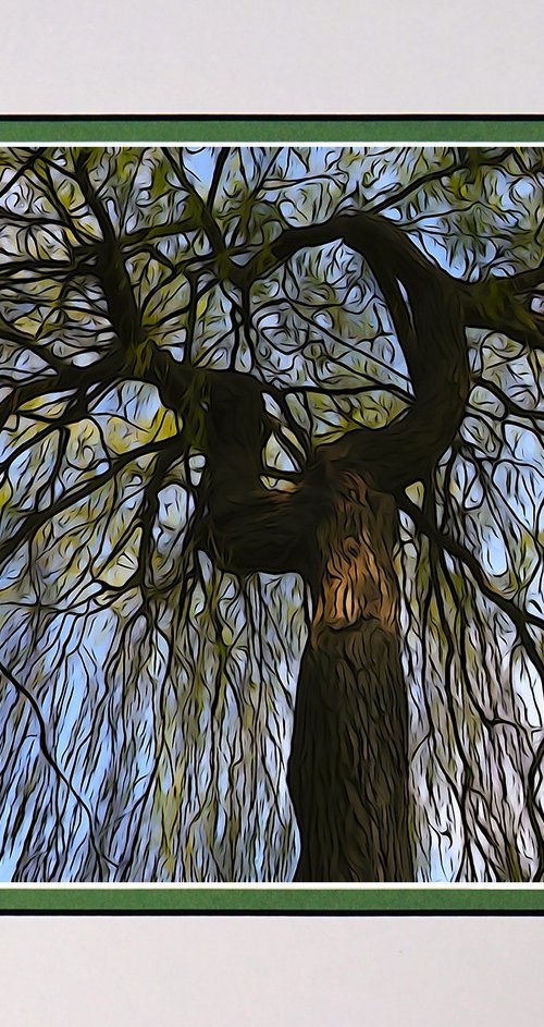 Weeping Willow Photo Illustration by Robin Clarke