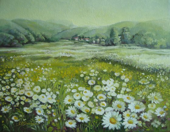 Field of daisies