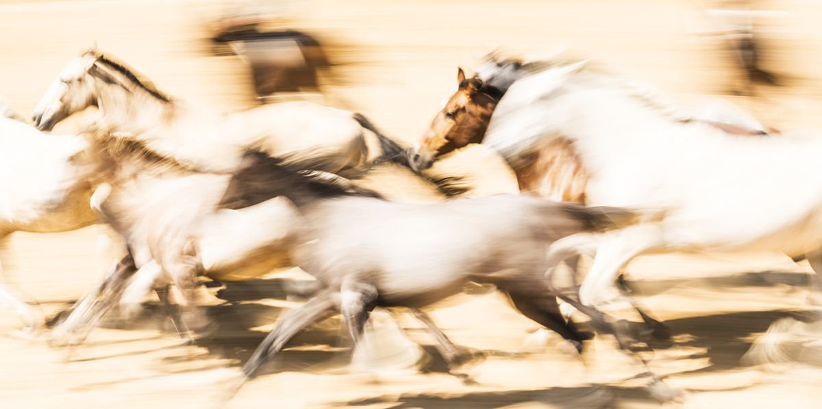 Photorealistic Animal Photograph By Andrew Lever, 60 X 30, Spanish Horses, Original Artwork