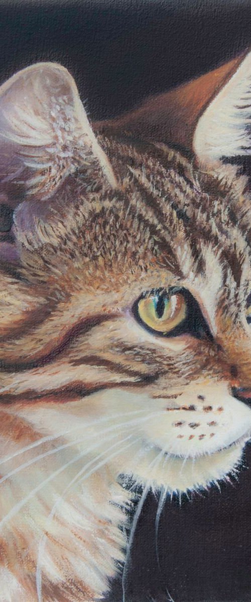 Young Cat by Norma Beatriz Zaro