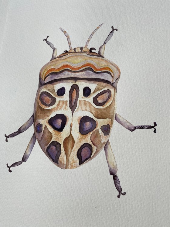 Picasso beetle in the sun's rays like a living canvas demonstrates nature's creativity in bright bronze colour