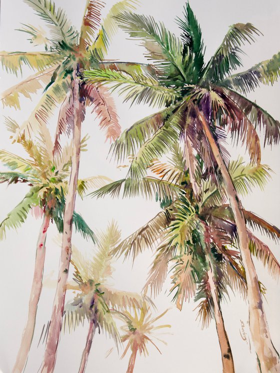 Coconut Palm Trees from Florida