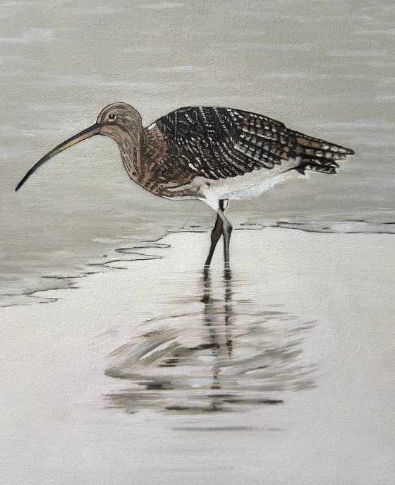 Curlew