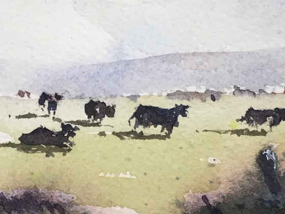 Cows grazing