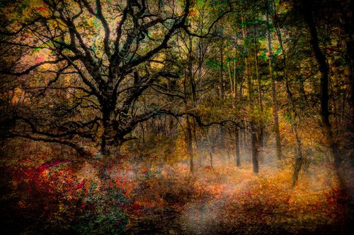 The Enchanted Forest by Martin  Fry