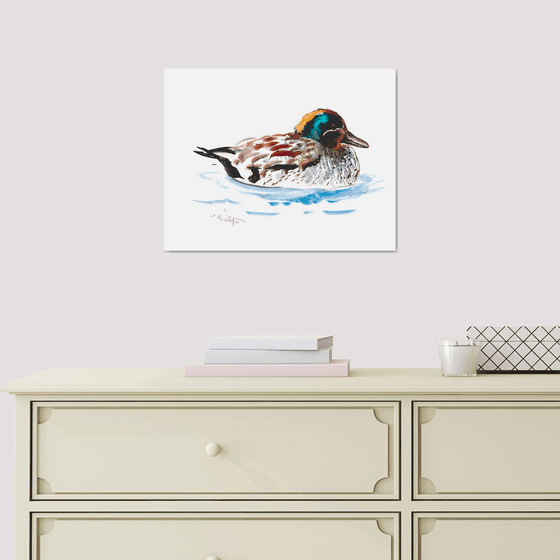 Eurasian Teal