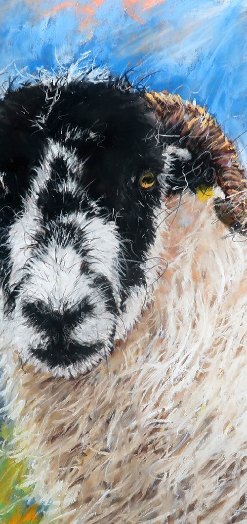 Sheep Study by Brian Halton