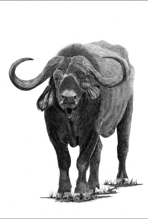 Buffalo by Paul Stowe