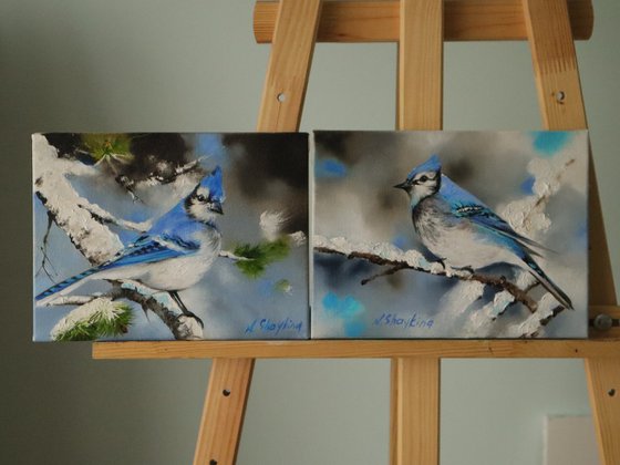 Blue Jay on Snowy Branch