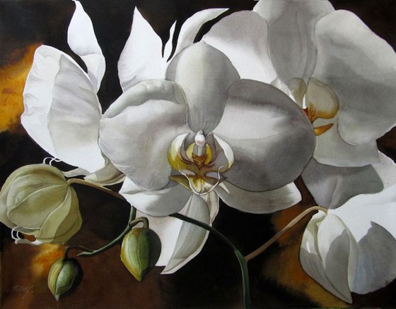 White orchid