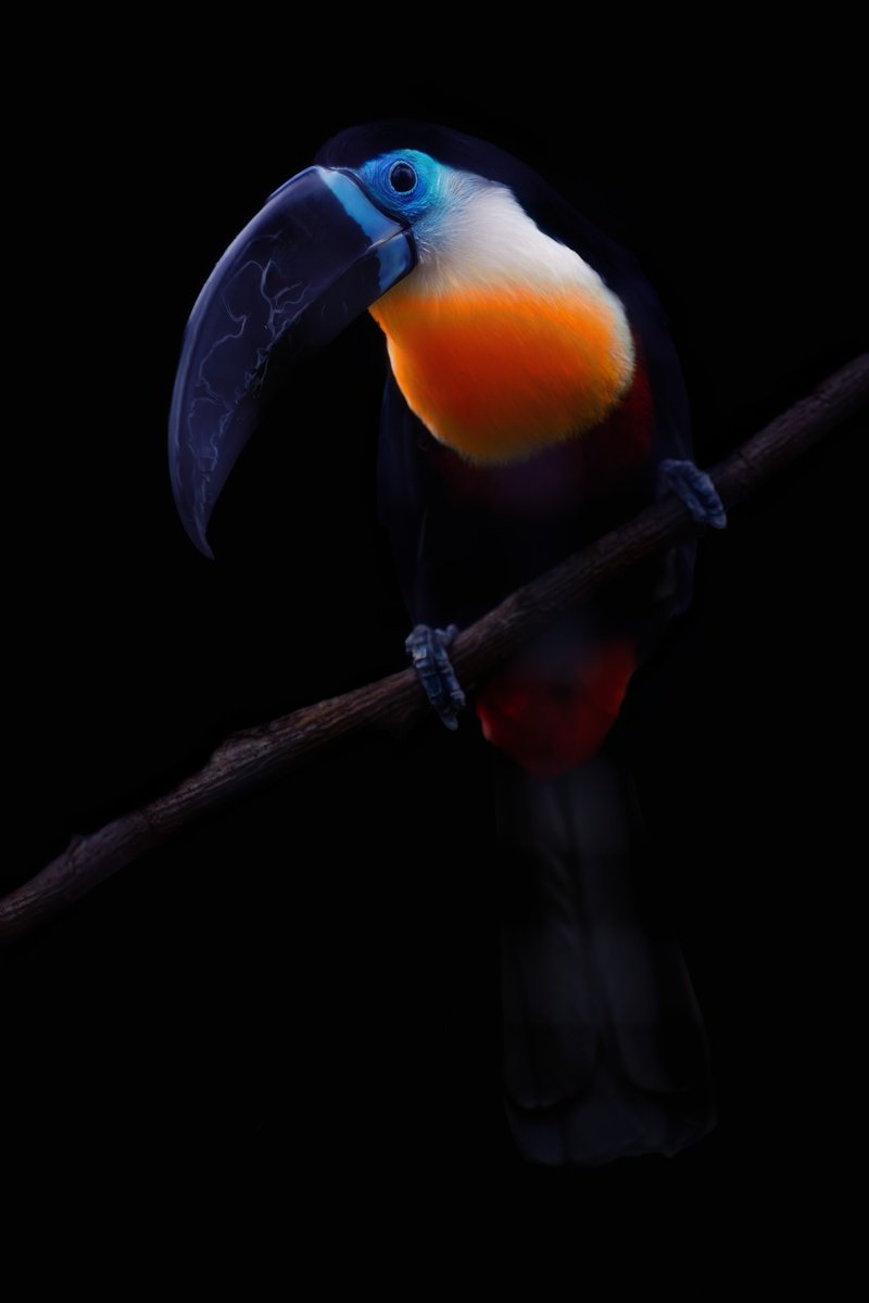 Animal Photograph By Paul Nash, 16 X 24", Toucan On A Branch, Original Artwork