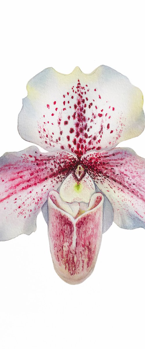 Orchid Venus slipper. A series of original watercolour artwork. by Nataliia Kupchyk