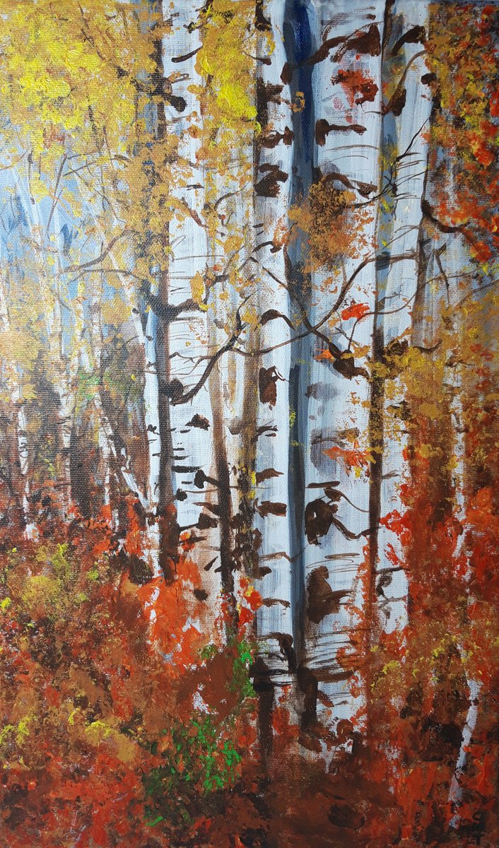Birch trees by Tamara Osmajlic