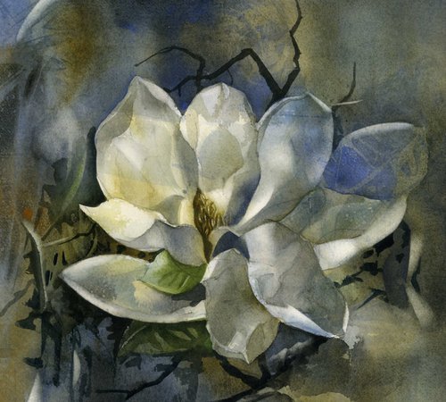 magnolia memory by Alfred  Ng