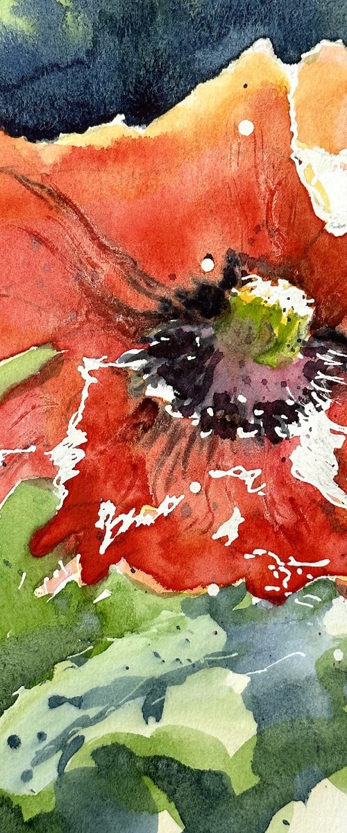 Ornamental Poppy by Susan Clare