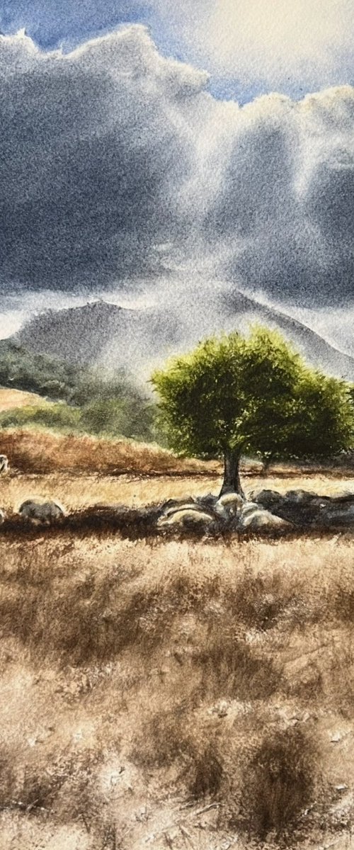 Countryside Mallorca by Annett Coumont