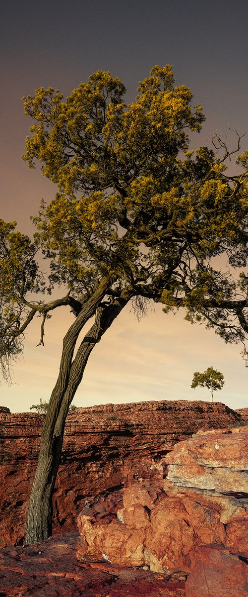 Rustic Canyon by Nick Psomiadis