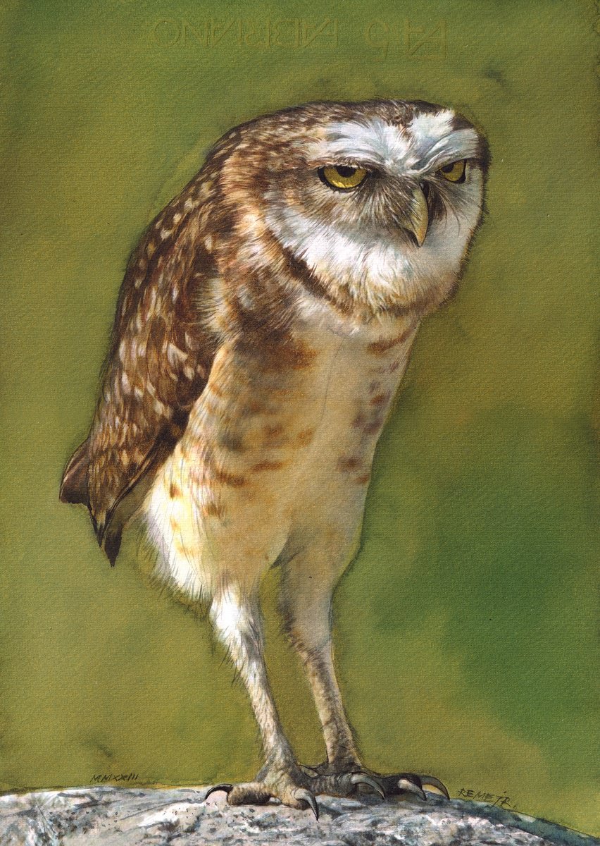 BIRD CCIX - Owl by REME Jr.