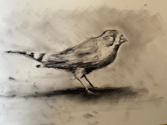 Long Tail Finch….