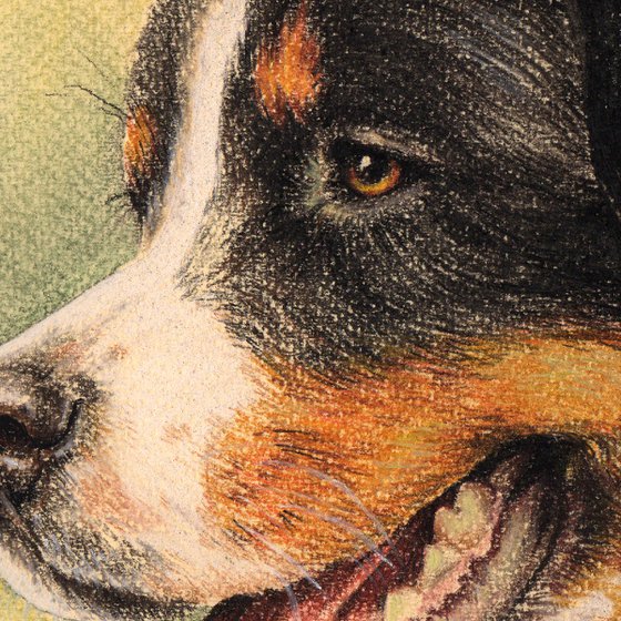 Pastel portrait of berner sennenhund