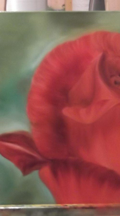 First Rose by Timea  Valsami