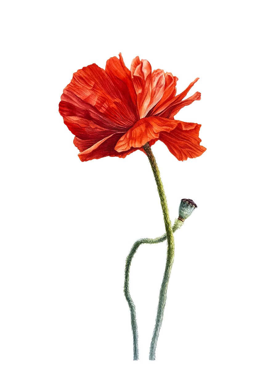 Photorealistic Botanical Watercolour By Yuliia Prokopchuk, 10 X 15", Red Poppy, Original Artwork