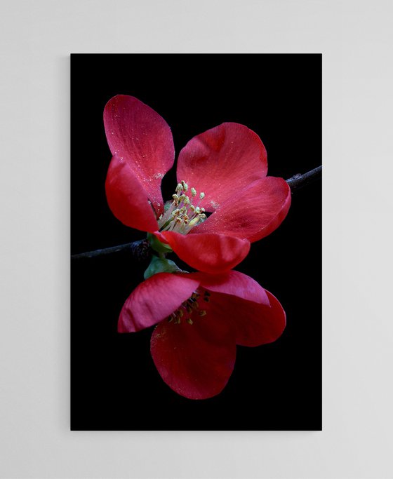 Red Quince Blossoms