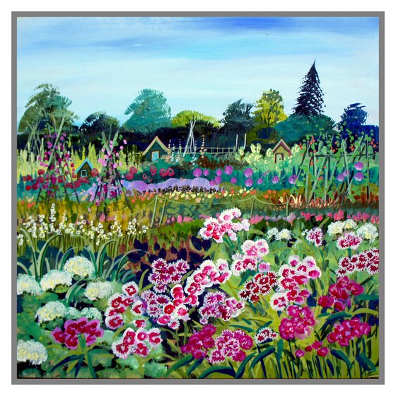 Sweet William at the Allotments