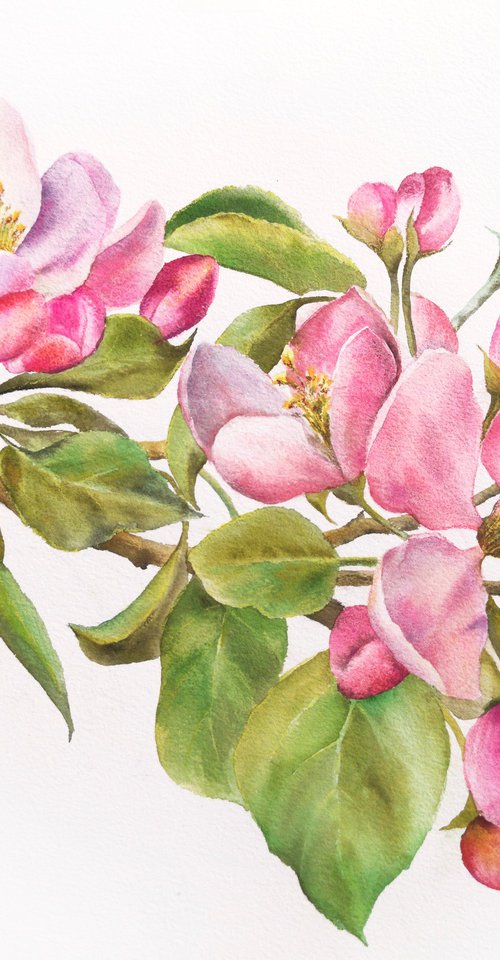 Apple bloosom, watercolor flowers, spring floral painting by Olga Grigo