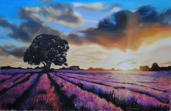 Lavender field