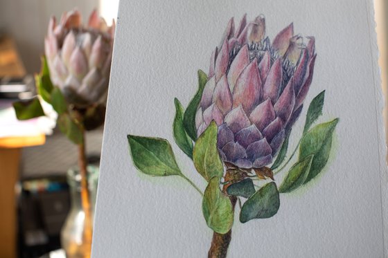 Watercolor detailed painting of pink protea flower