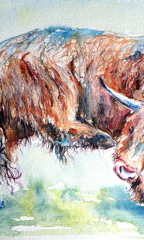 Resting cow by Kovács Anna Brigitta