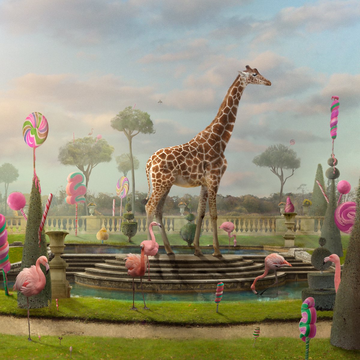 Surrealistic Animal Photograph By Nikolina Petolas, 31 X 31", Smuggler Of Happiness, Original Artwork