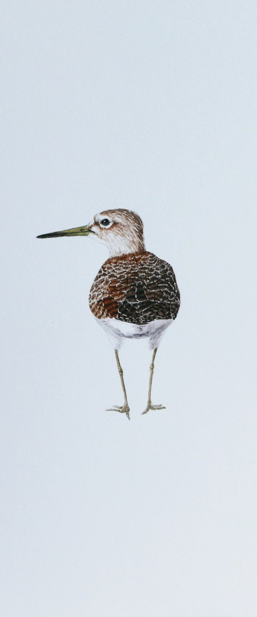 Wood sandpiper by Karina Danylchuk