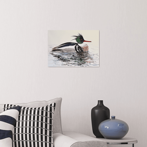 Red-breasted Merganser Male