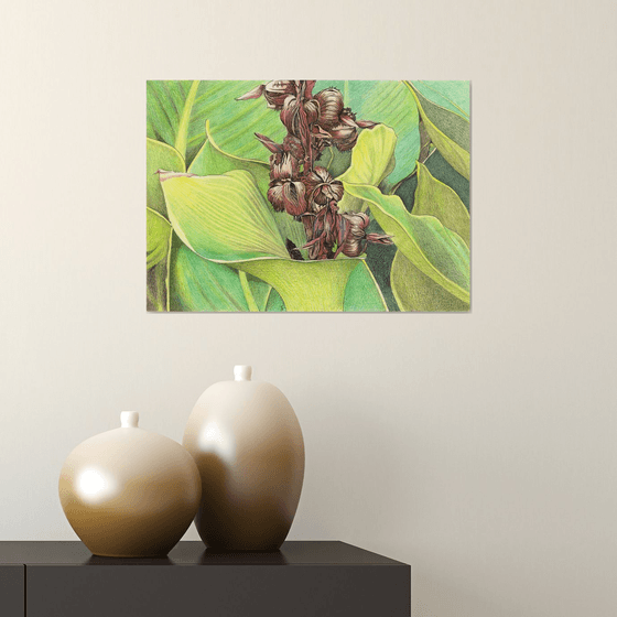 CANNA PLANT