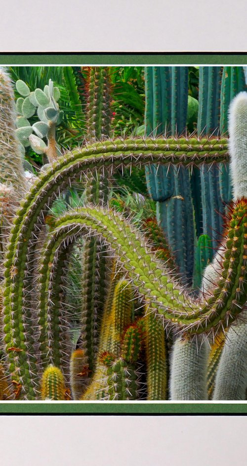 Cacti Collection by Robin Clarke