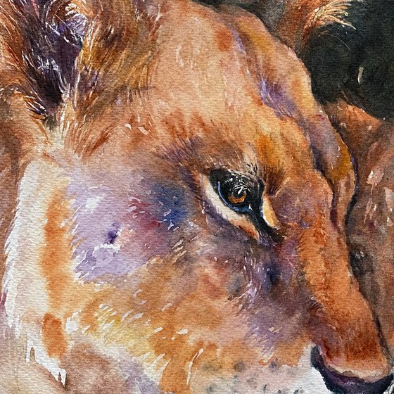 Mum's Love- Lioness and Cub