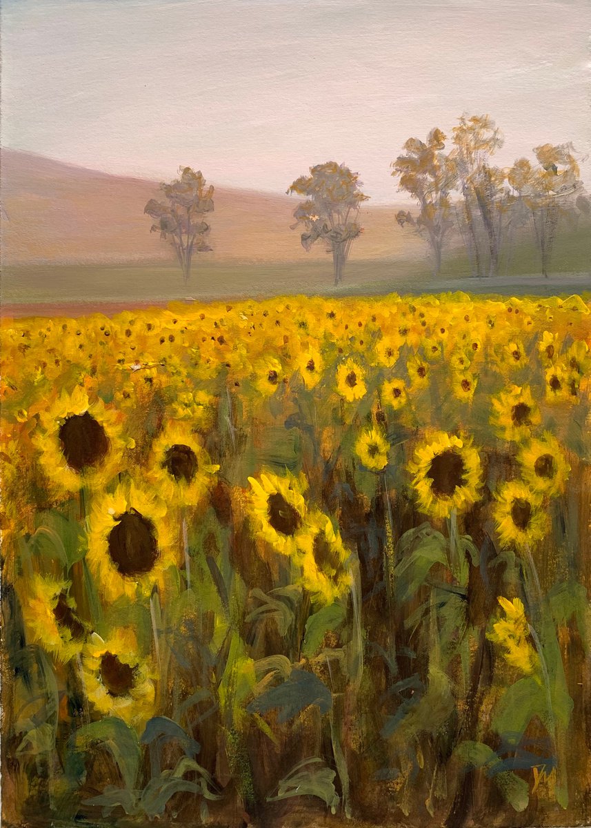 Evening Sunflower fields by Shelly Du