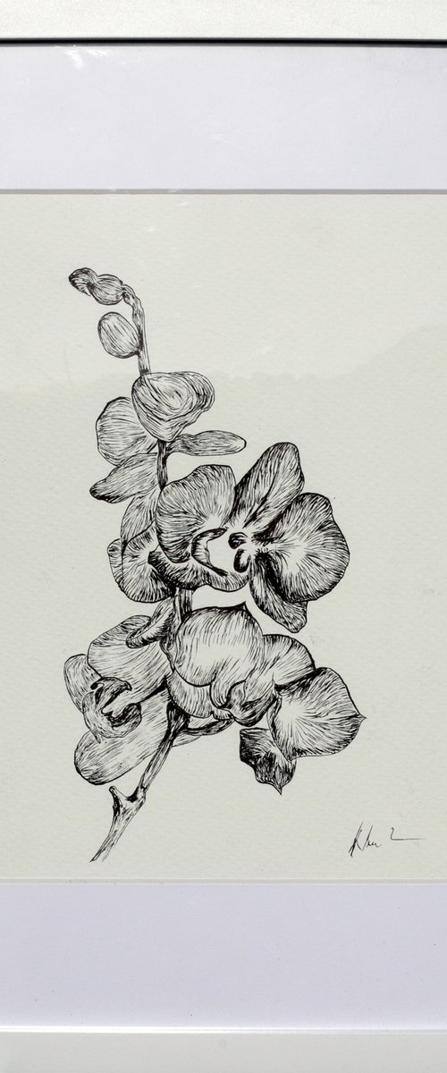 Orchid by Mark Hannah