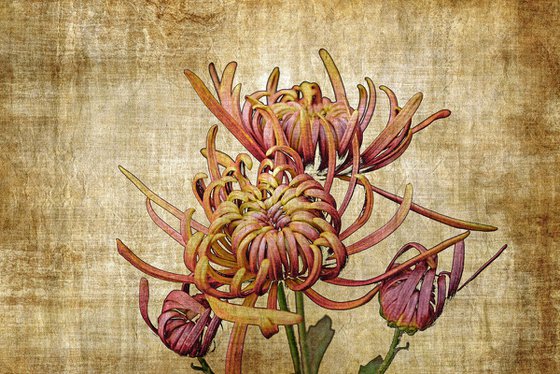 Vintage Chrysanthemum