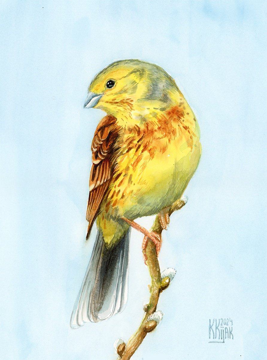 Yellowhammer by Karolina Kijak